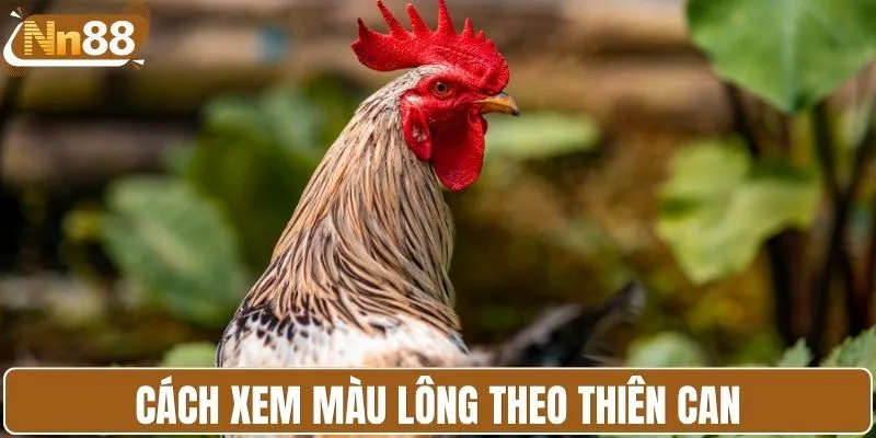 Cách xem màu lông gà theo Thiên Can
