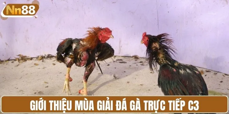 Giới thiệu mùa giải đá gà trực tiếp C3